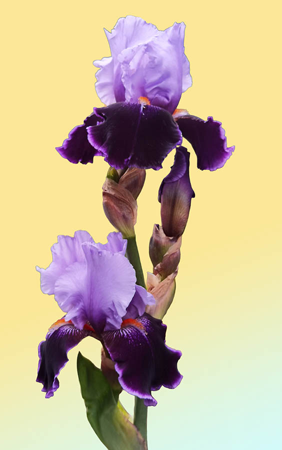 Iris 'Magic Man' photo